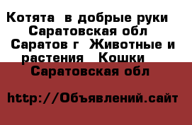 Котята  в добрые руки - Саратовская обл., Саратов г. Животные и растения » Кошки   . Саратовская обл.